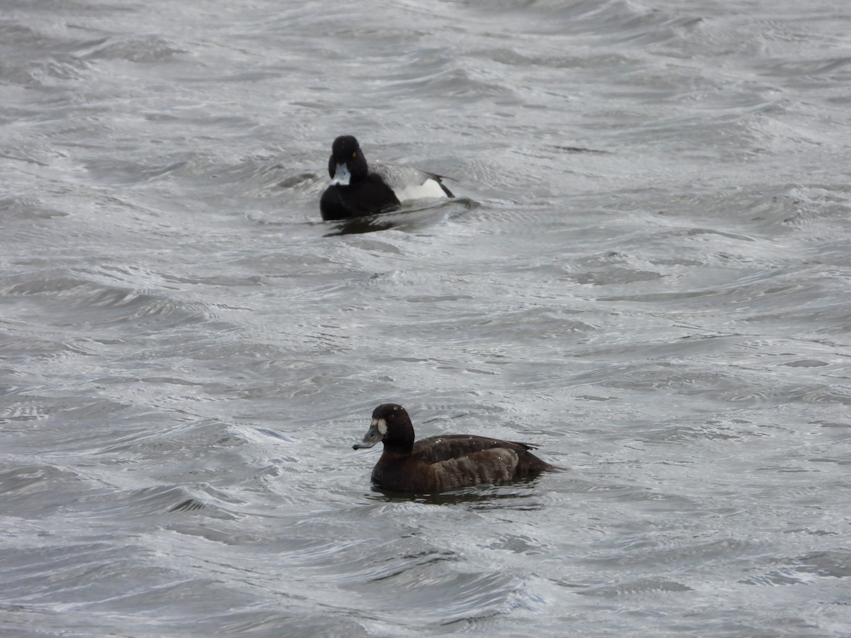 Greater Scaup - ML617724976