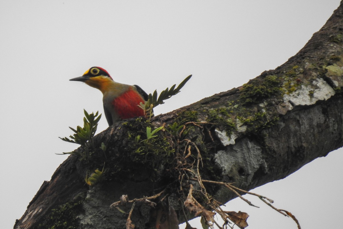Yellow-fronted Woodpecker - José Fernández Piñar
