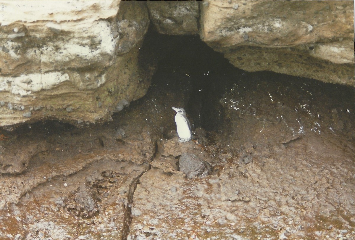 Galapagos Penguin - Bonnie Brown