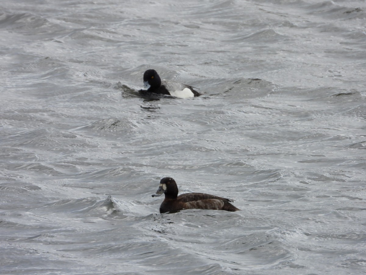 Greater Scaup - ML617725003