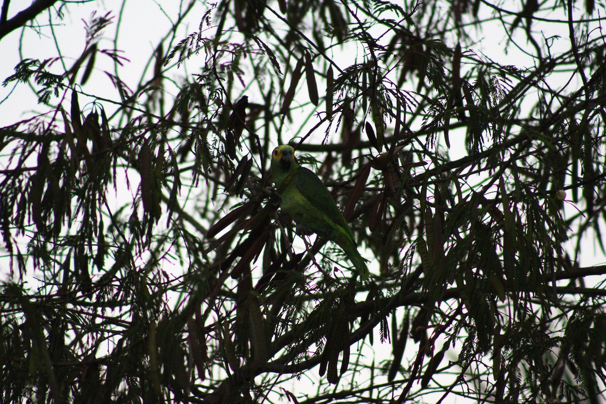Turquoise-fronted Parrot - ML617725006