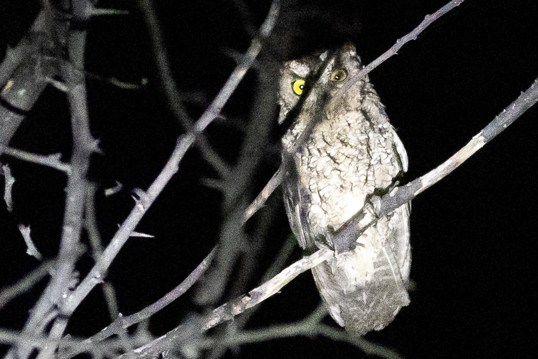 Peruvian Screech-Owl - ML617725018