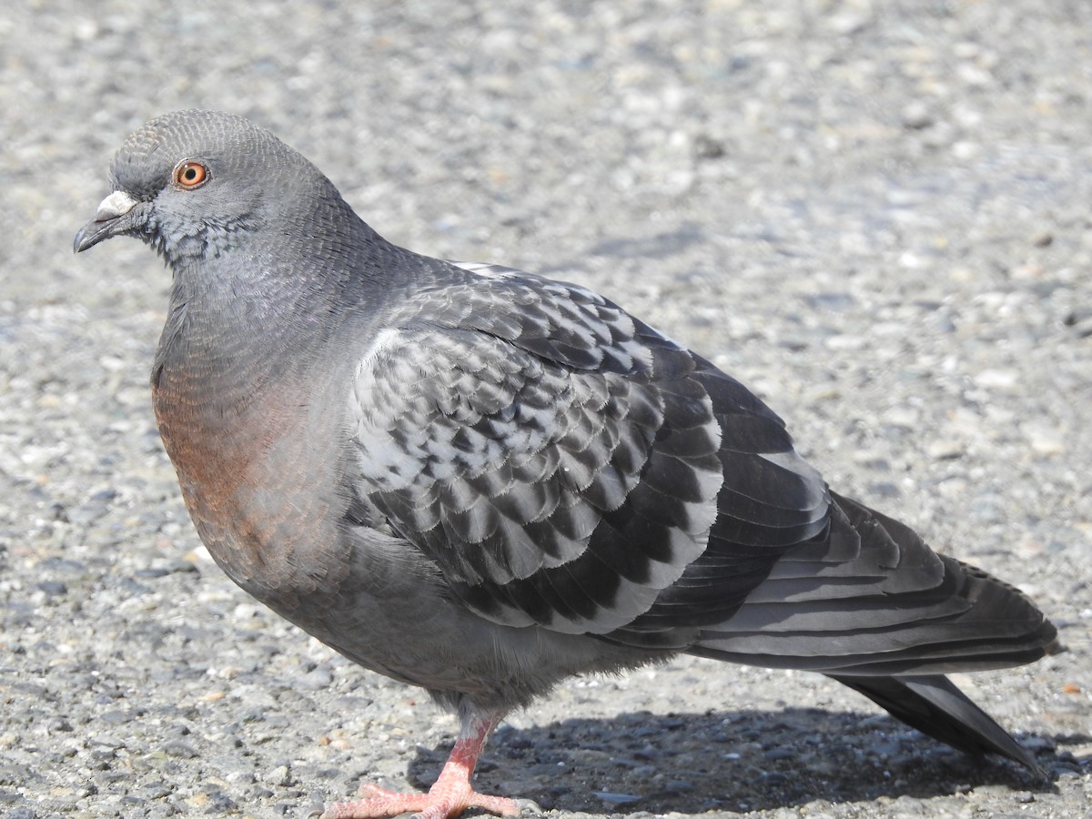 Rock Pigeon (Feral Pigeon) - ML617725055