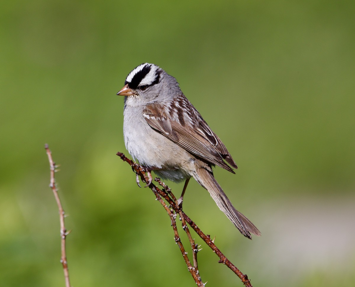 White-crowned Sparrow - joe balay
