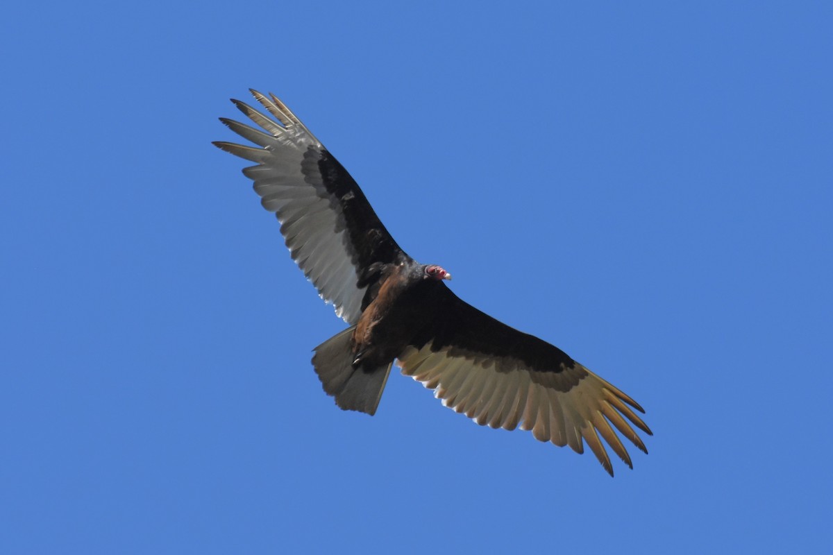 Turkey Vulture - ML617725234