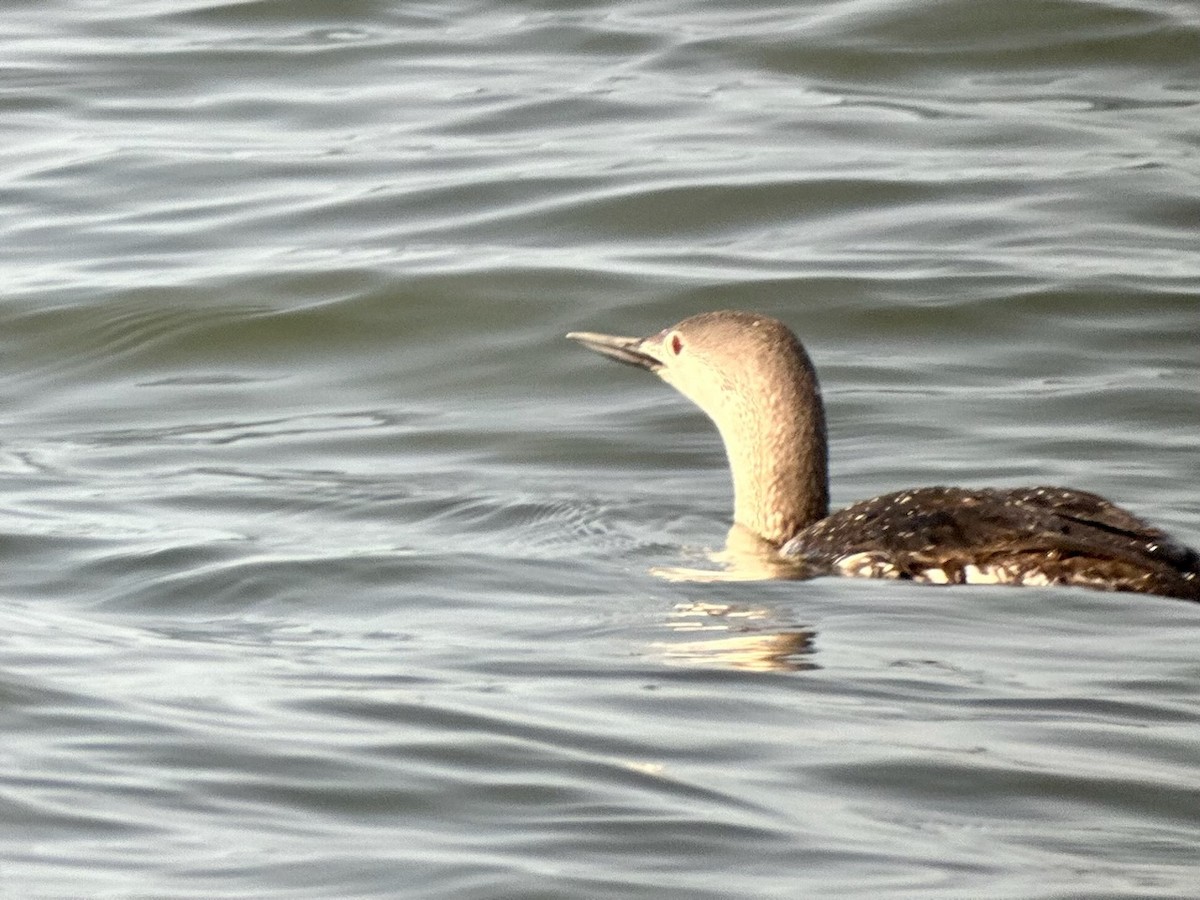 Red-throated Loon - ML617725257
