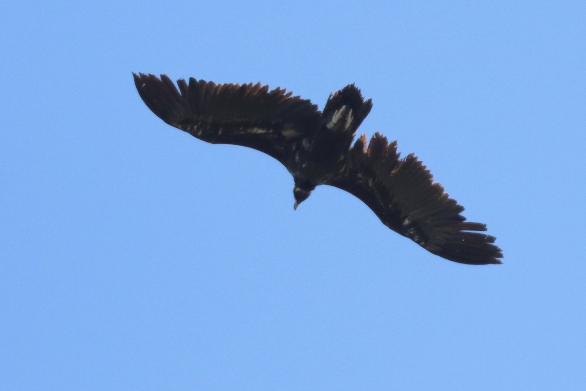 Cinereous Vulture - ML617725344
