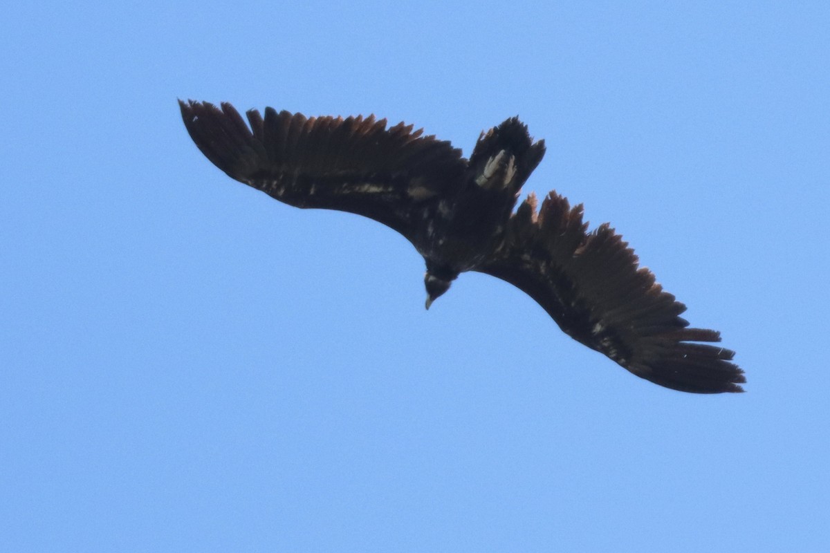 Cinereous Vulture - ML617725345