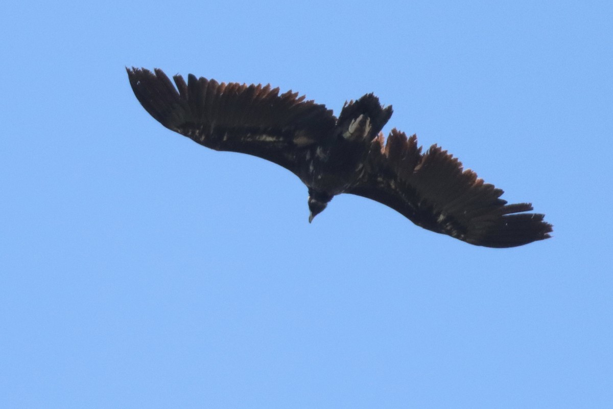 Cinereous Vulture - ML617725346