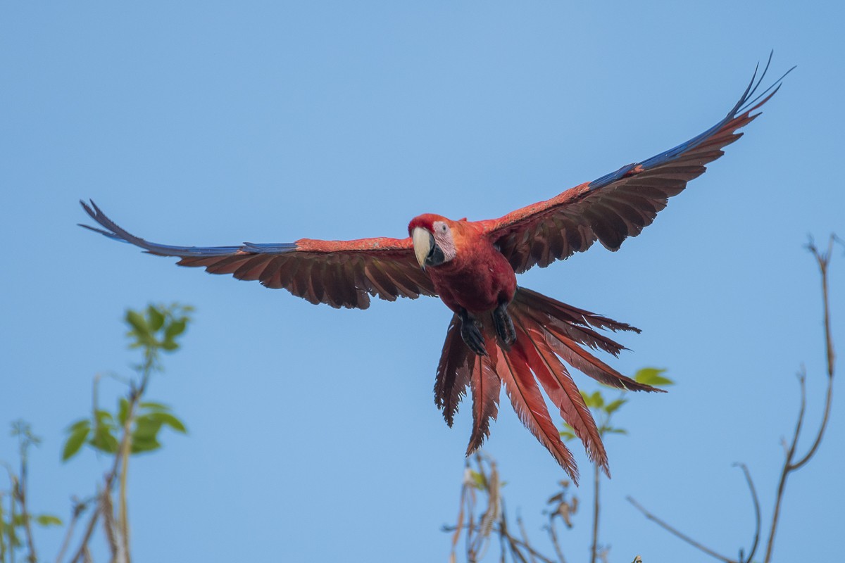 Scarlet Macaw - ML617725367