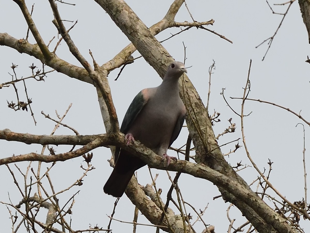 Green Imperial-Pigeon - ML617725371
