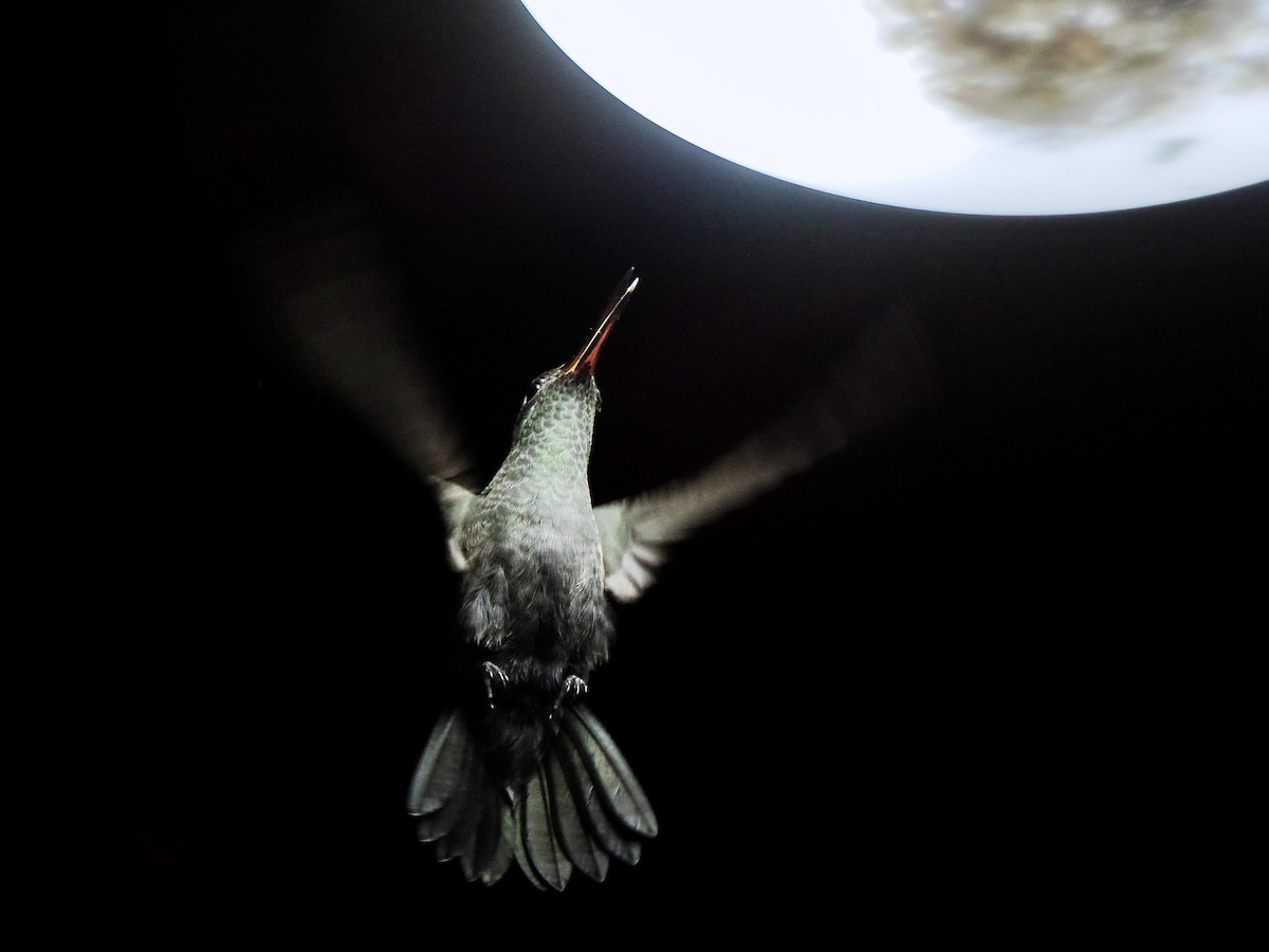 Sombre Hummingbird - ML617725381