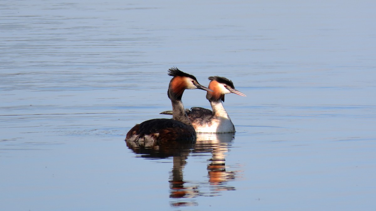 Great Crested Grebe - esther camacho moro