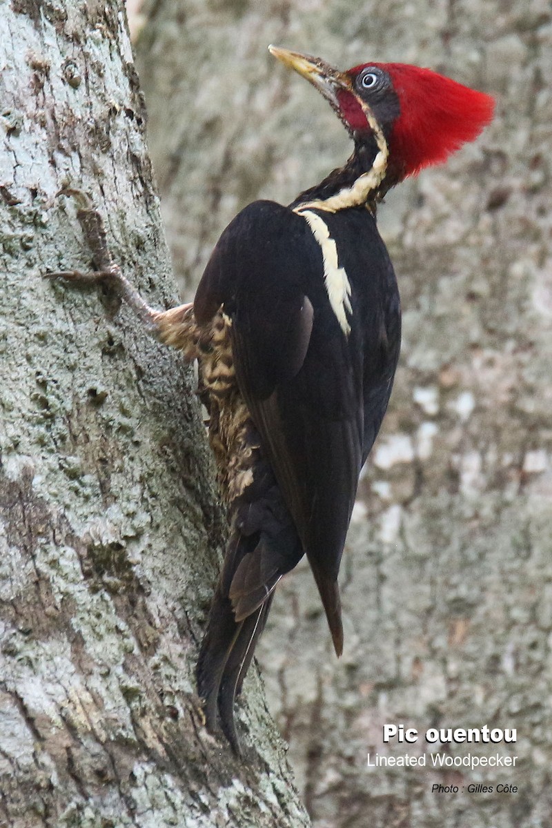 Lineated Woodpecker - Gilles Côte