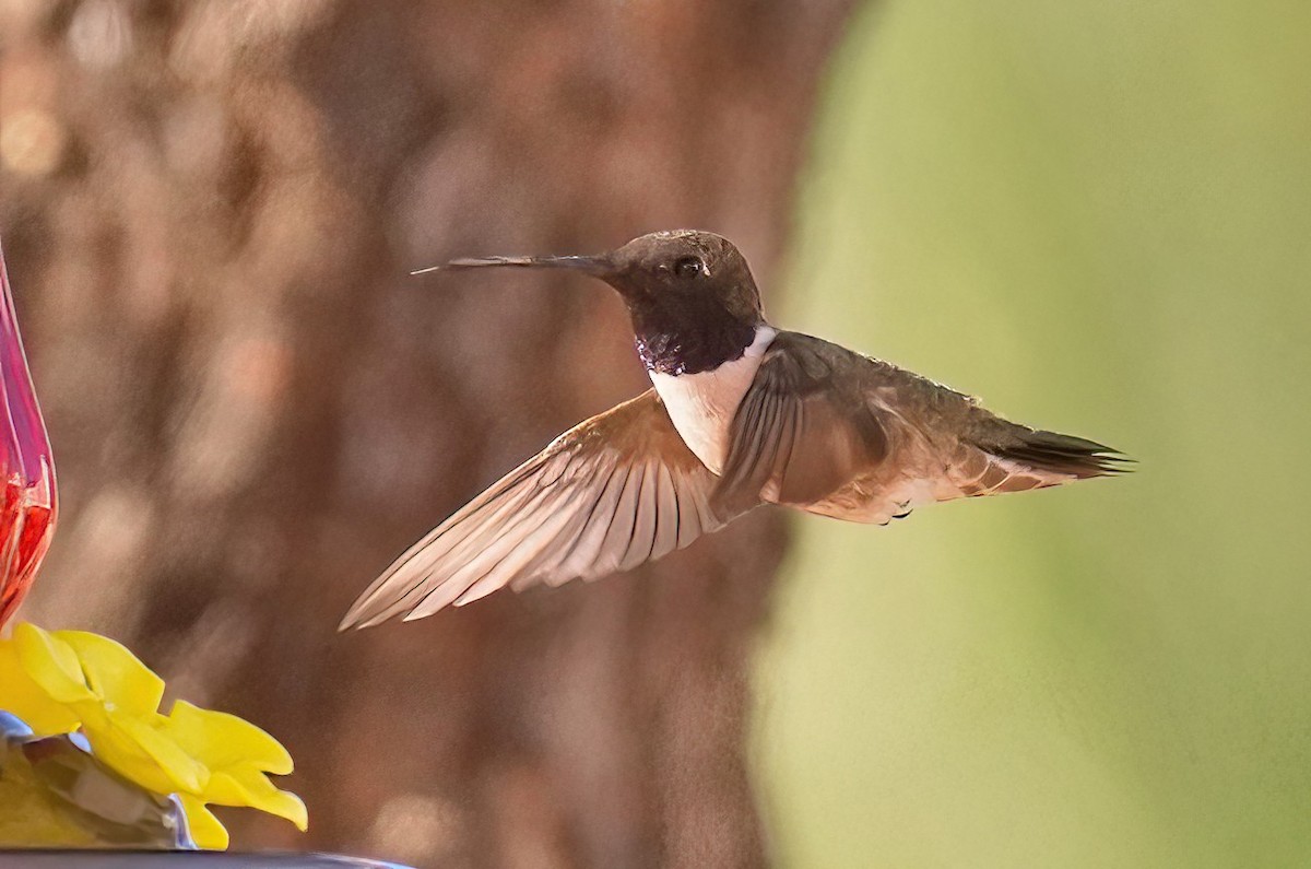 Black-chinned Hummingbird - Joanne Kimura