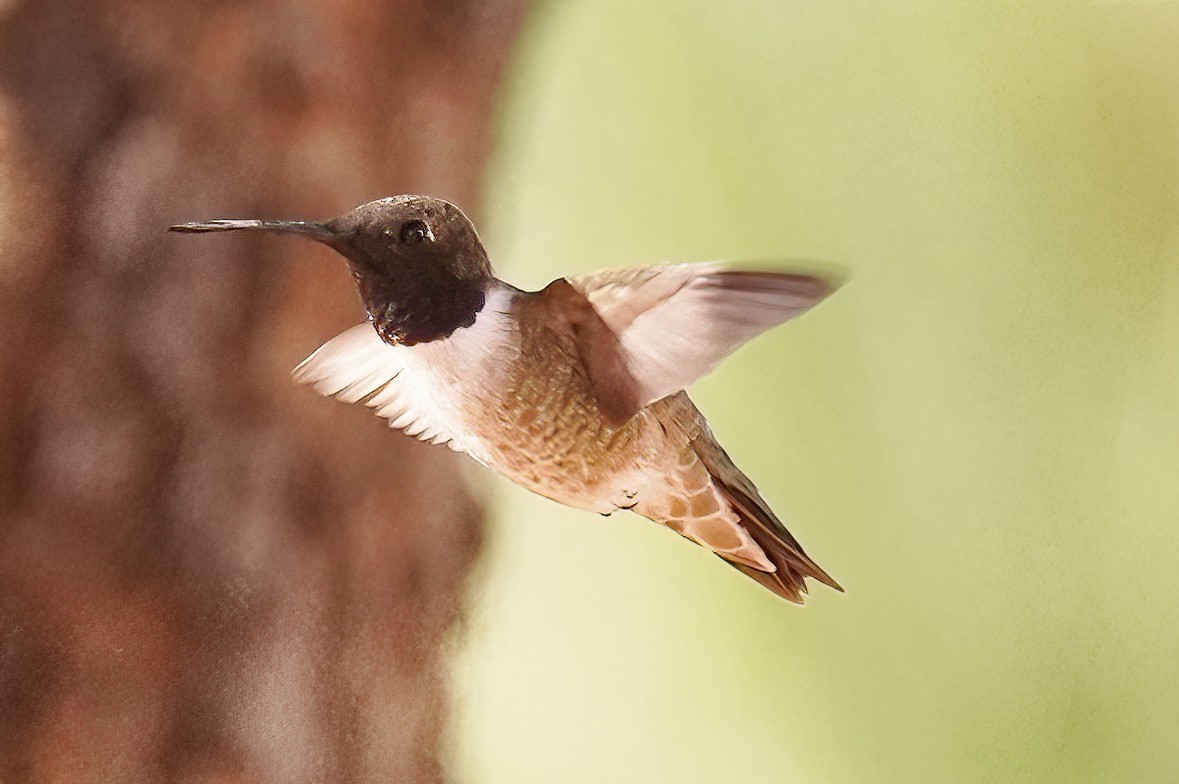 Black-chinned Hummingbird - Joanne Kimura