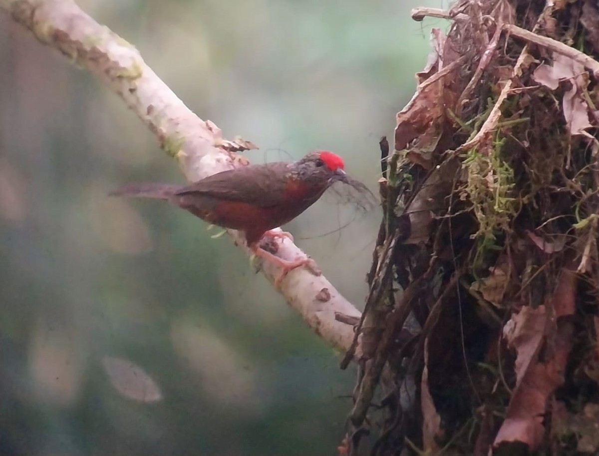 Red-fronted Antpecker - ML617725482