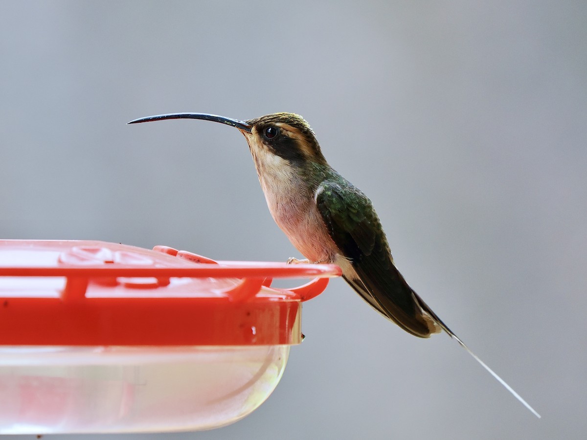 Scale-throated Hermit - ML617725492