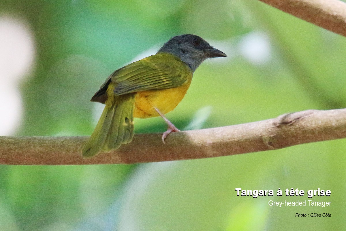 Gray-headed Tanager - Gilles Côte