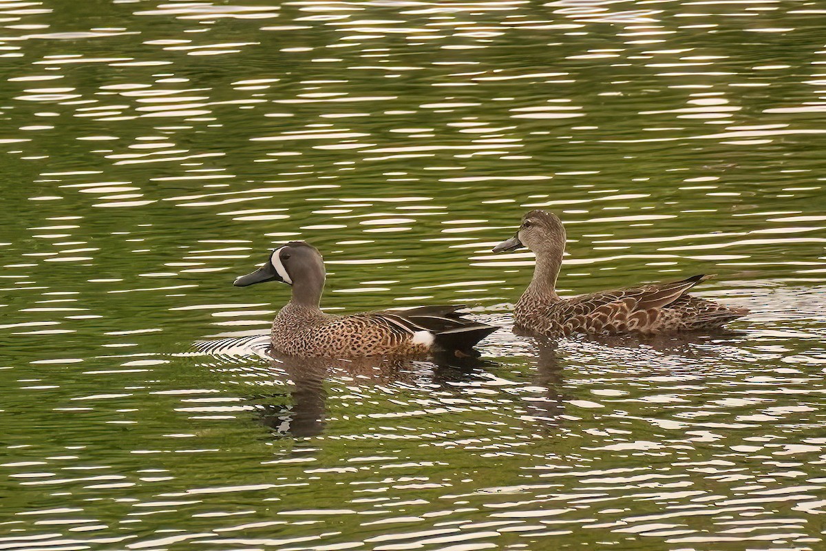 Blue-winged Teal - ML617725616