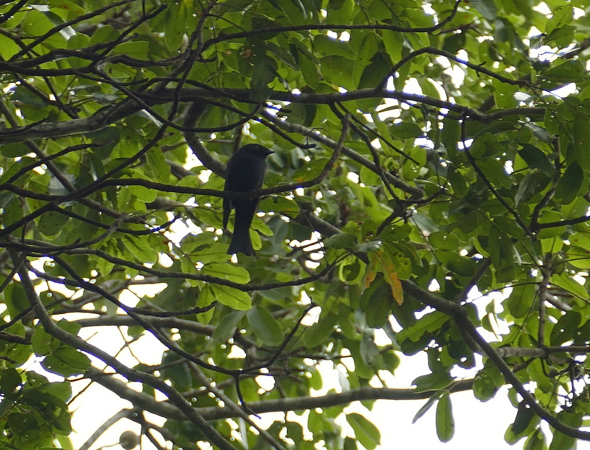 Square-tailed Drongo - ML617725699