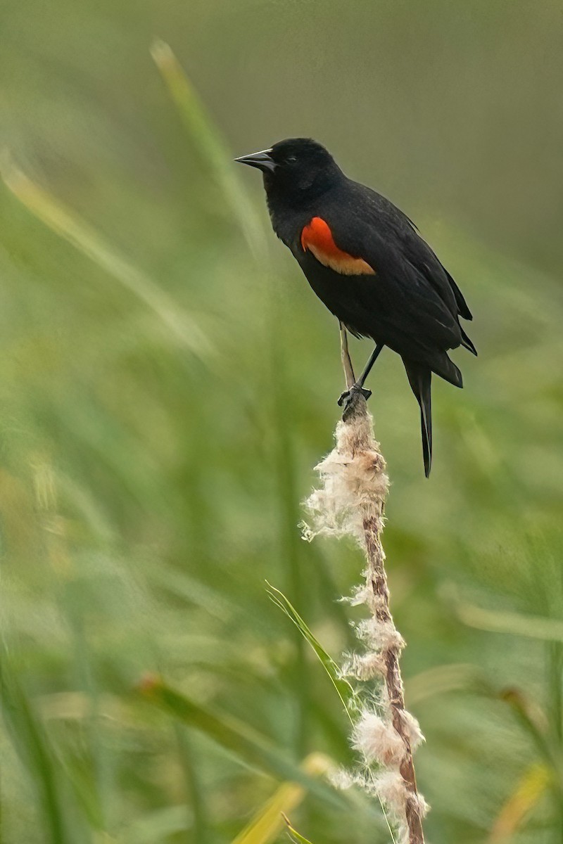 Red-winged Blackbird - Joanne Kimura
