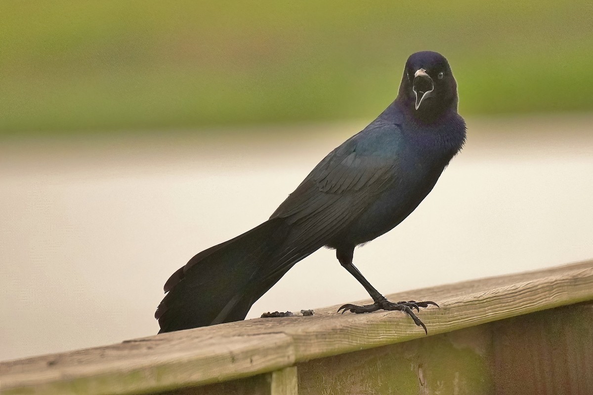 Boat-tailed Grackle - ML617725747