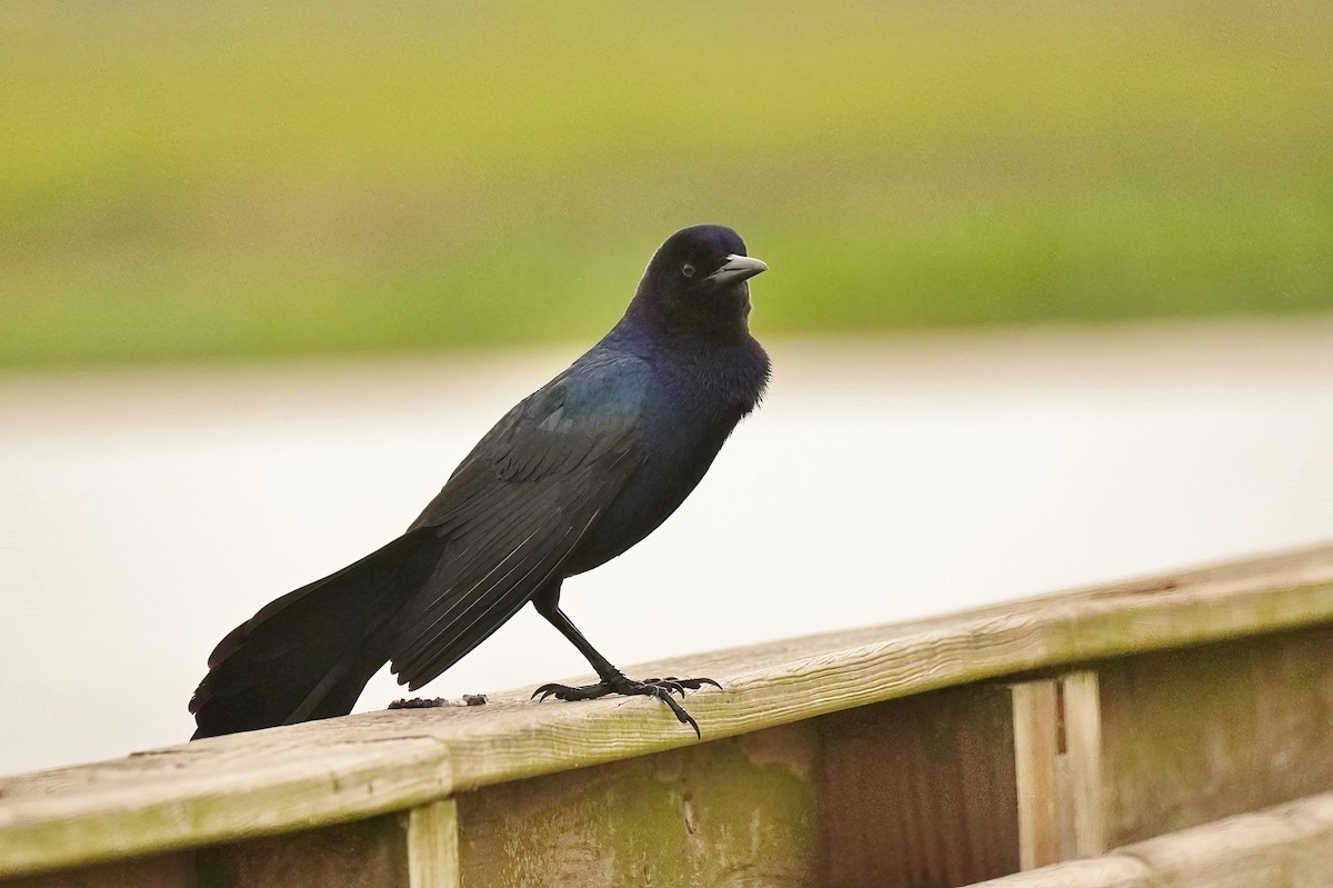 Boat-tailed Grackle - ML617725749