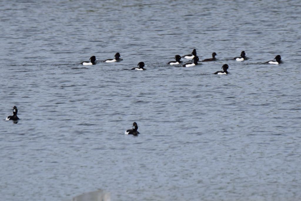 Tufted Duck - ML617725777