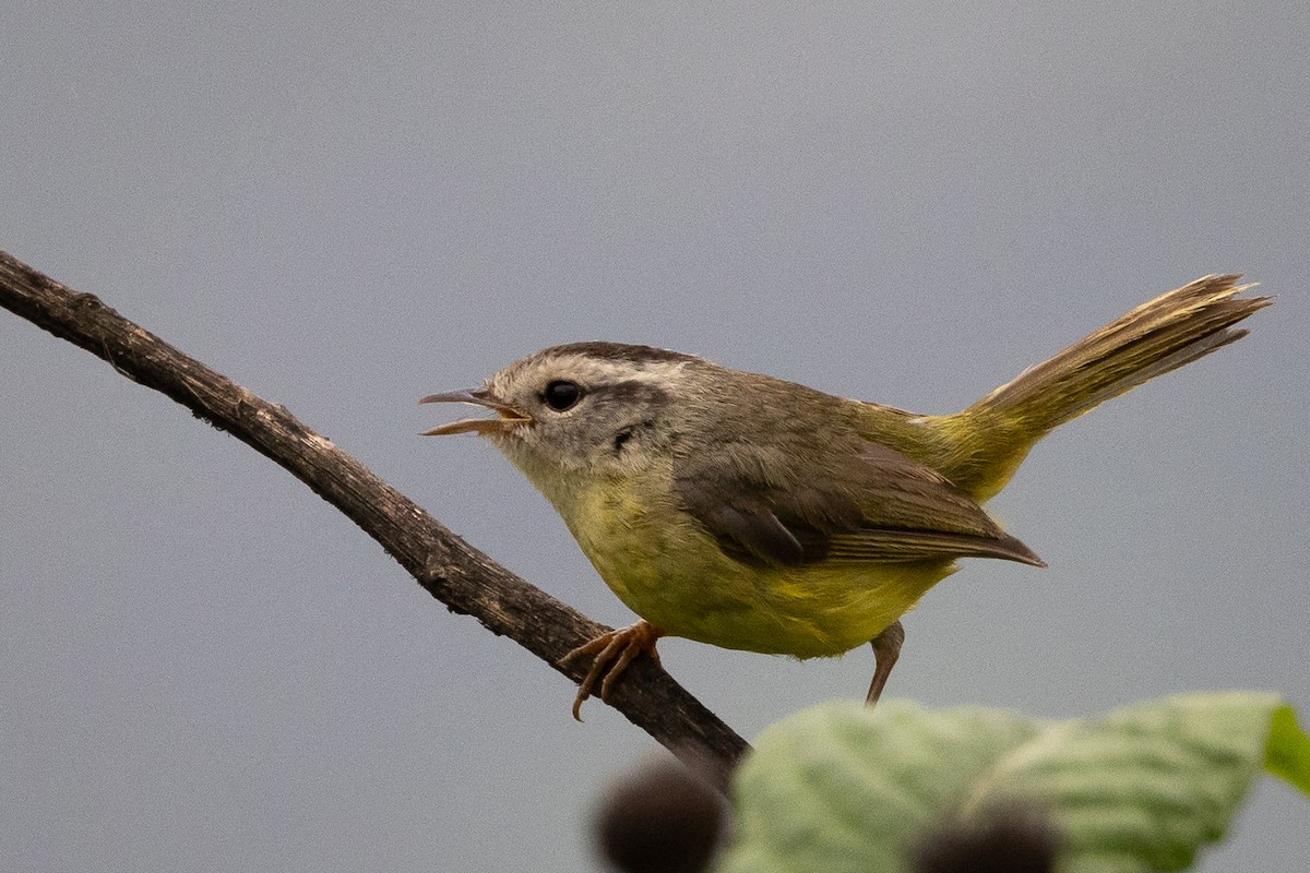 Three-banded Warbler - ML617725795