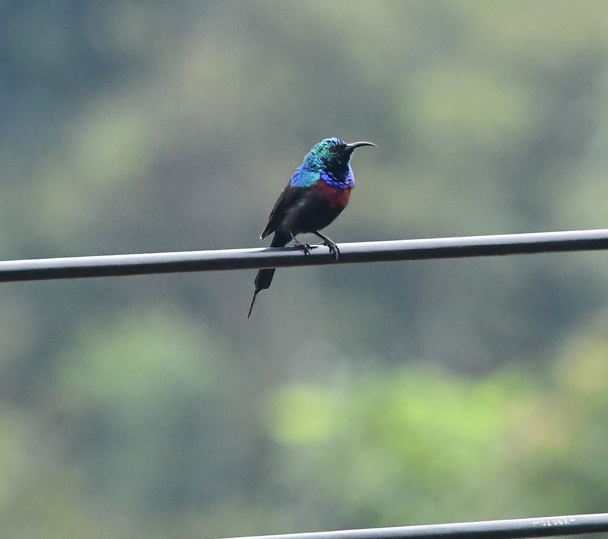 Red-chested Sunbird - ML617725956