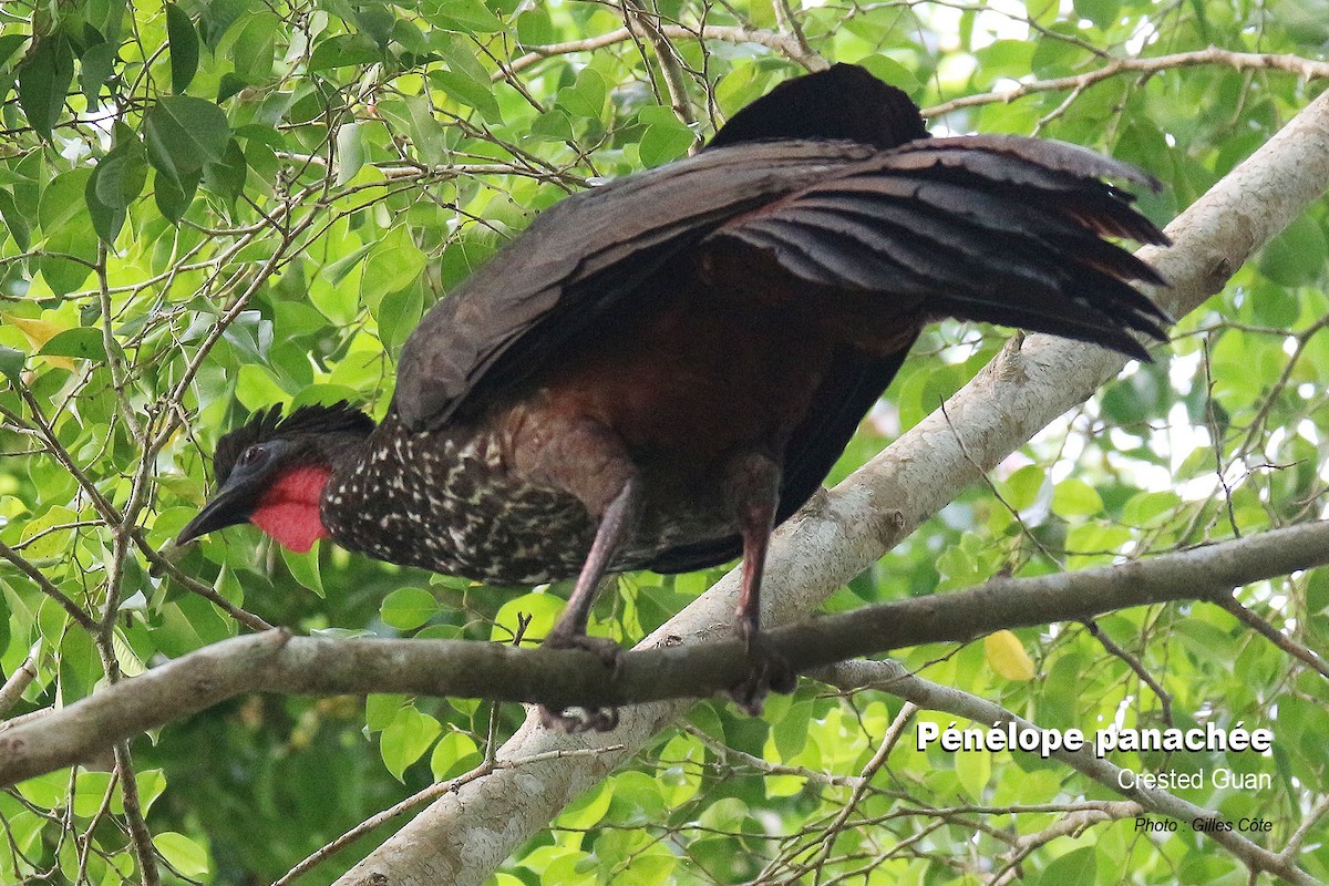 Crested Guan - ML617726021