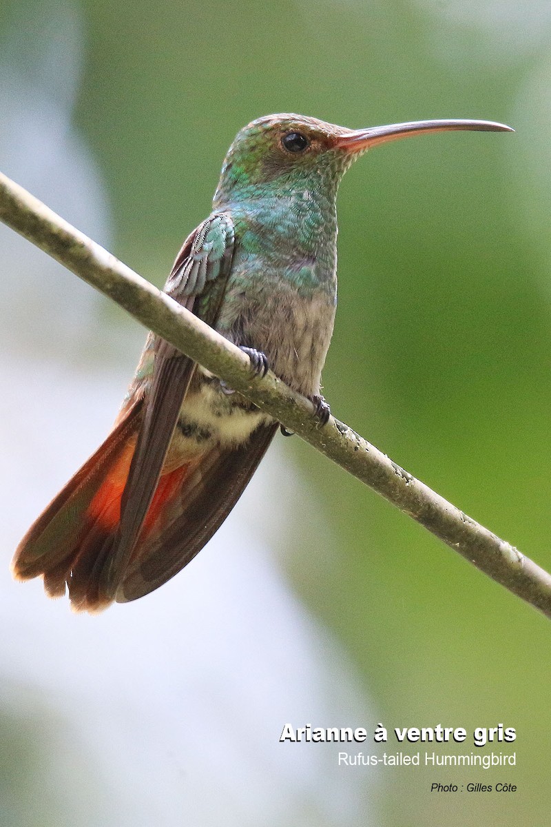 Rufous-tailed Hummingbird - ML617726042