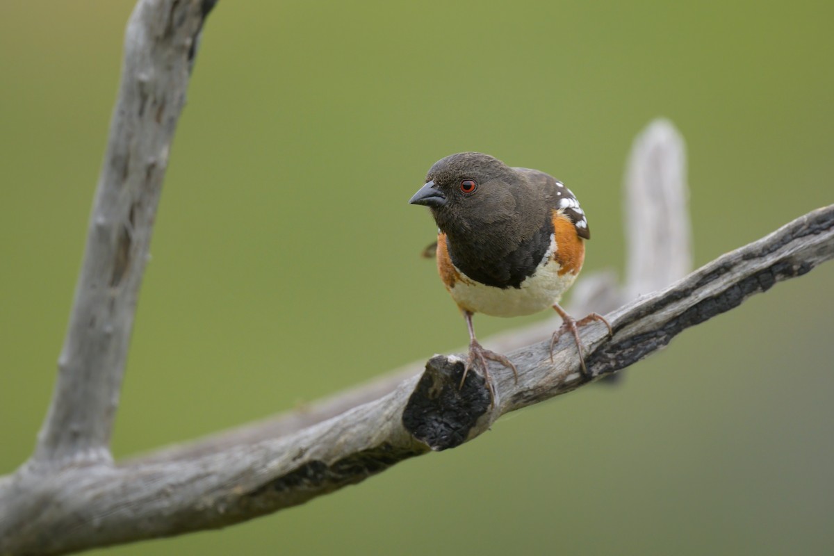 Spotted Towhee - ML617726052