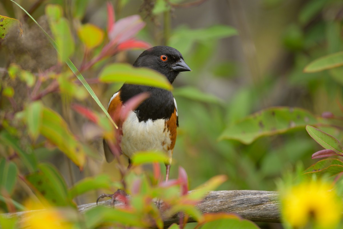 Spotted Towhee - ML617726053