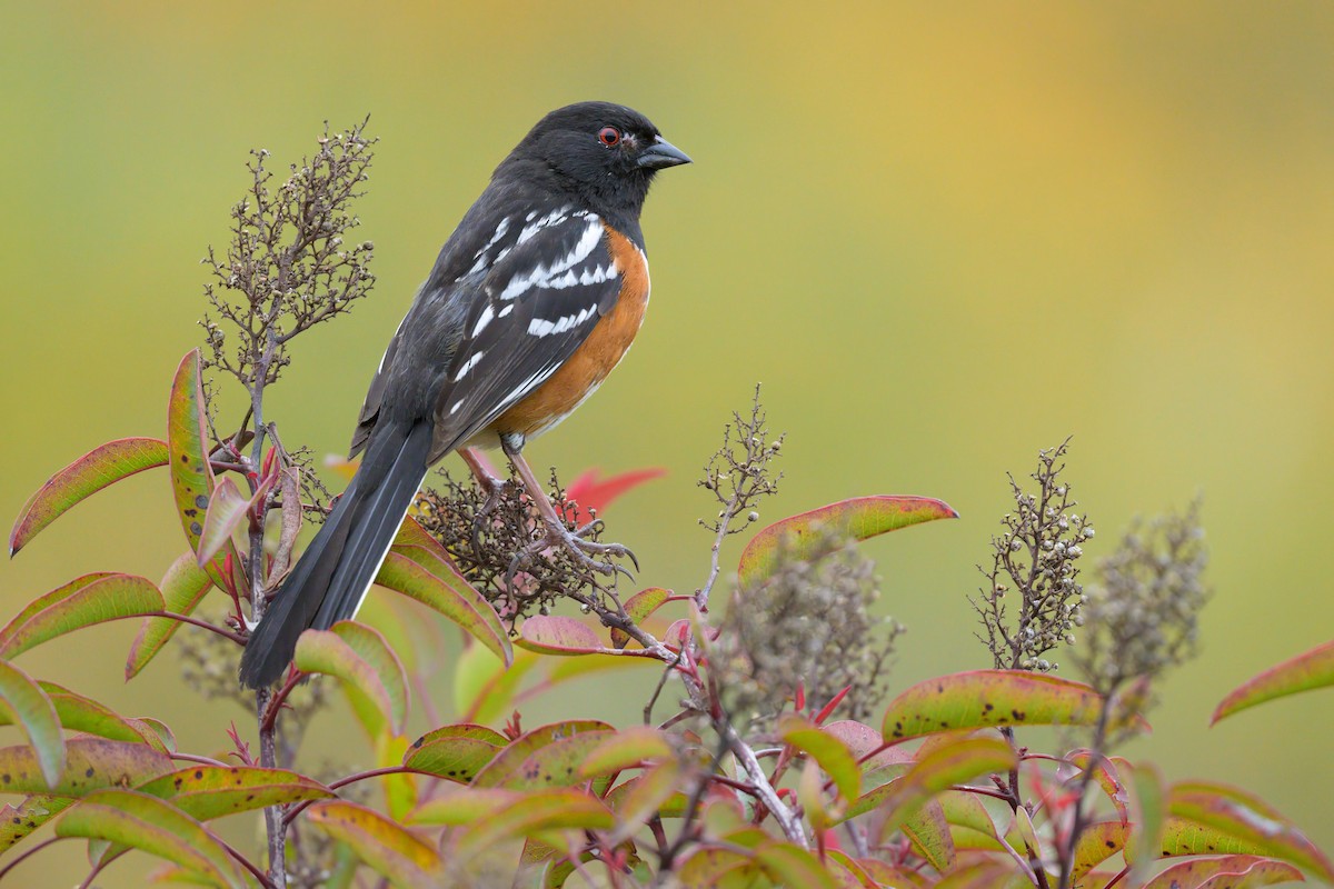 Spotted Towhee - ML617726054