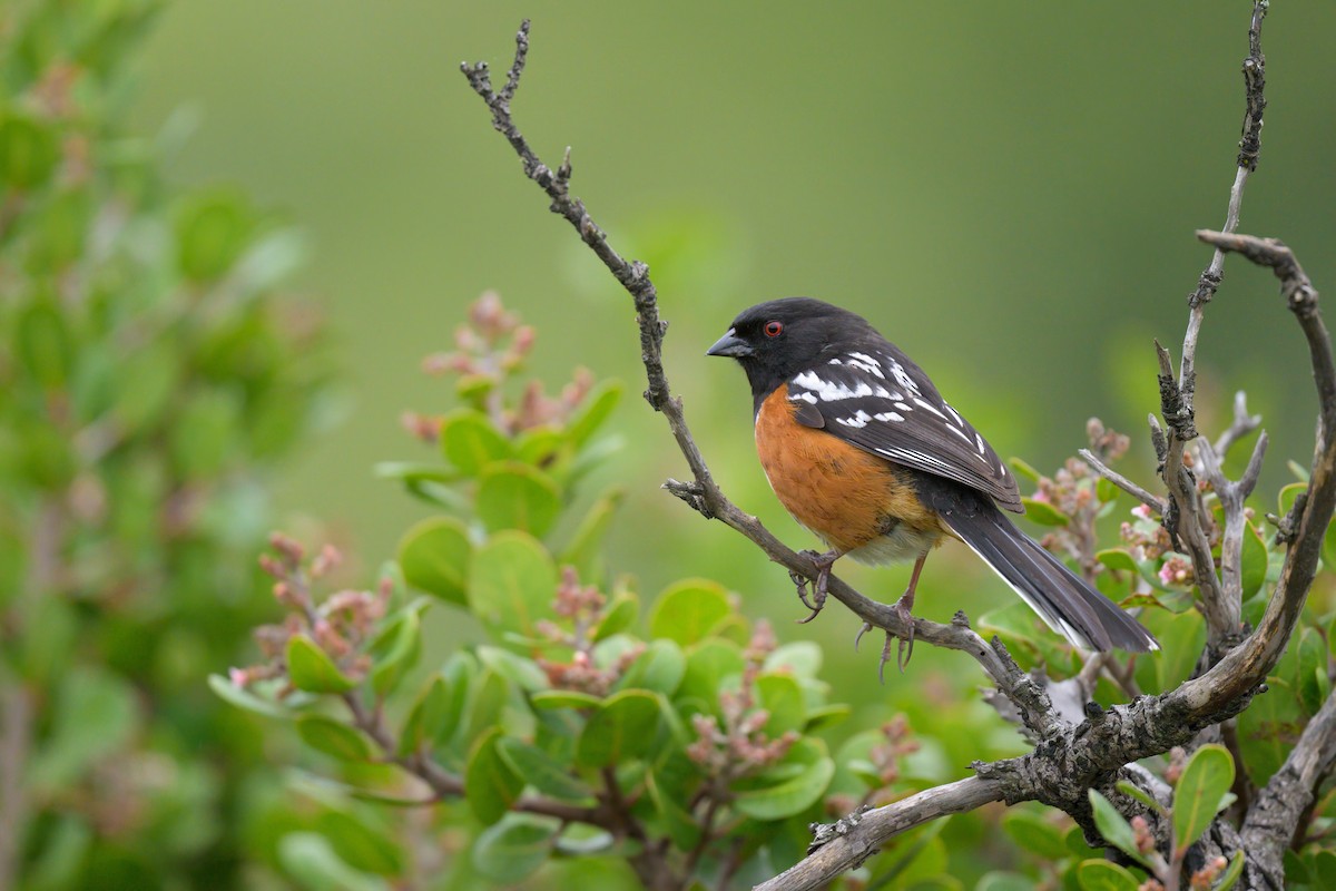 Spotted Towhee - ML617726056