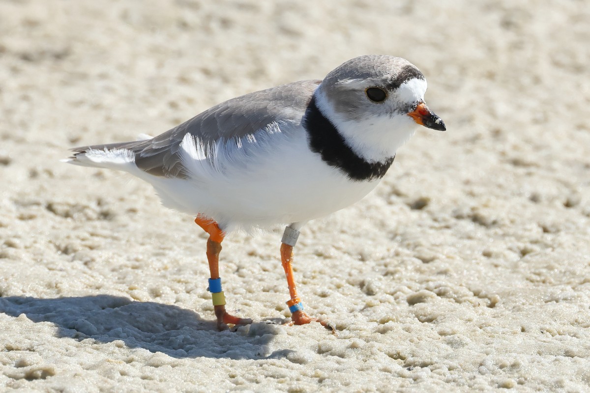Piping Plover - ML617726075