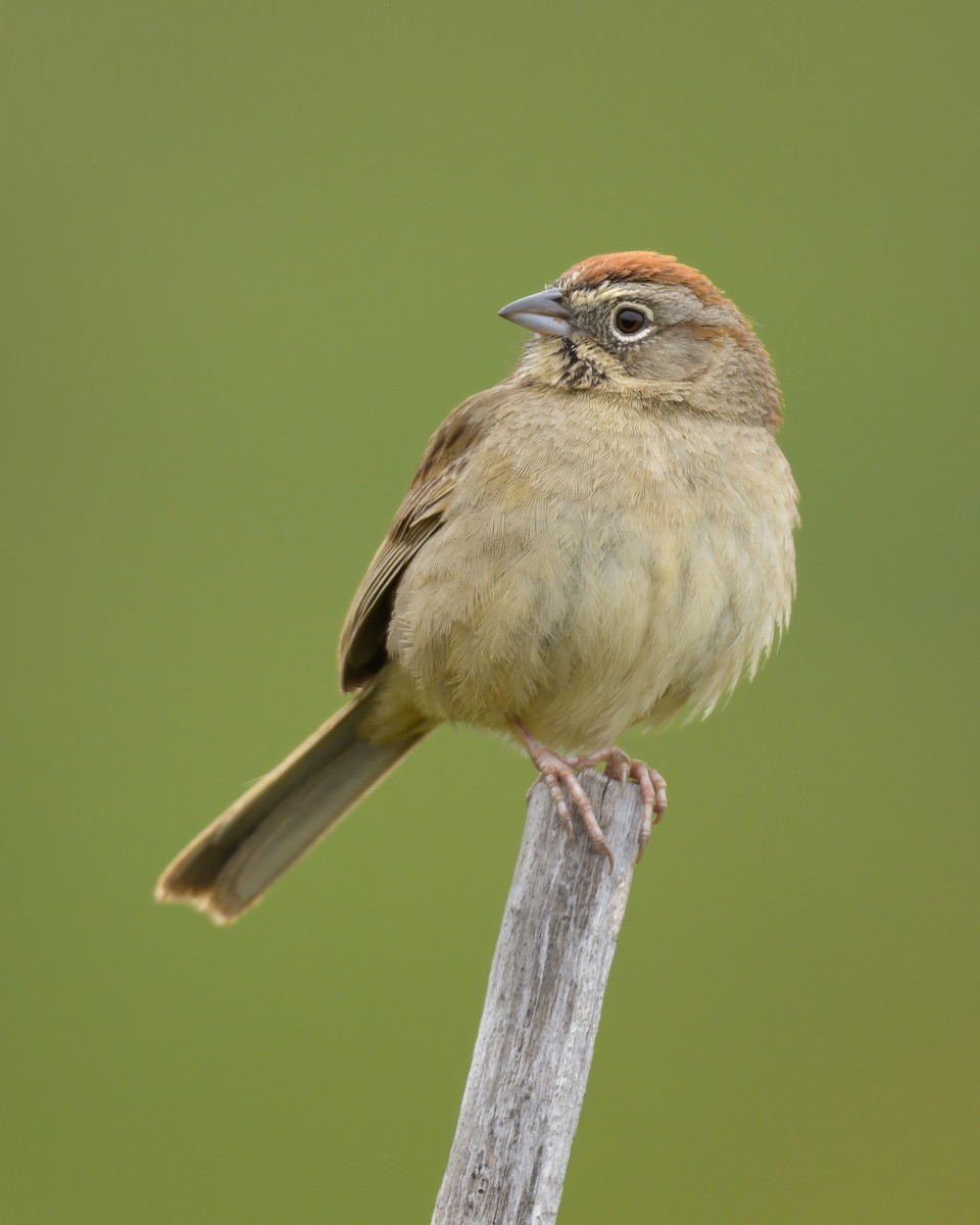 Rufous-crowned Sparrow - Sean Crockett
