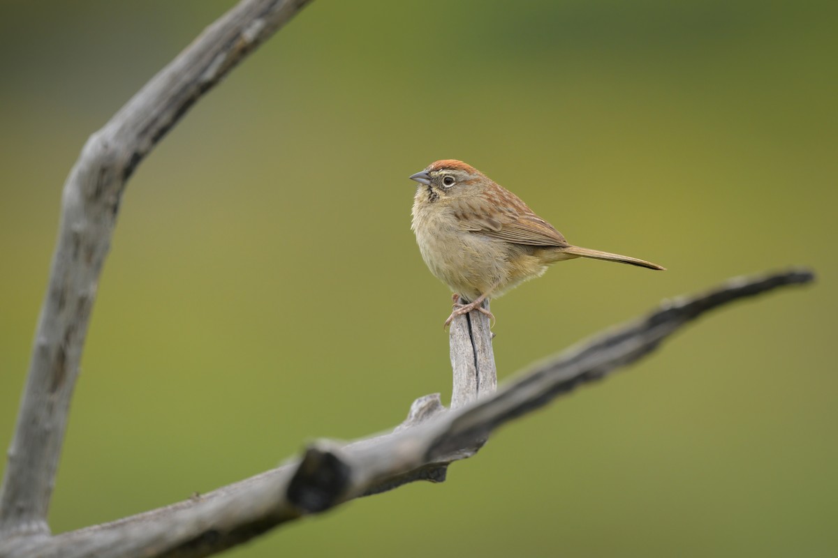 Rufous-crowned Sparrow - ML617726077