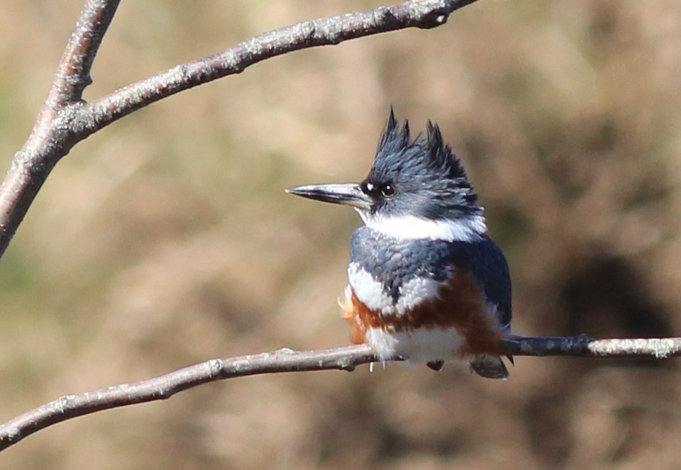 Belted Kingfisher - ML617726120