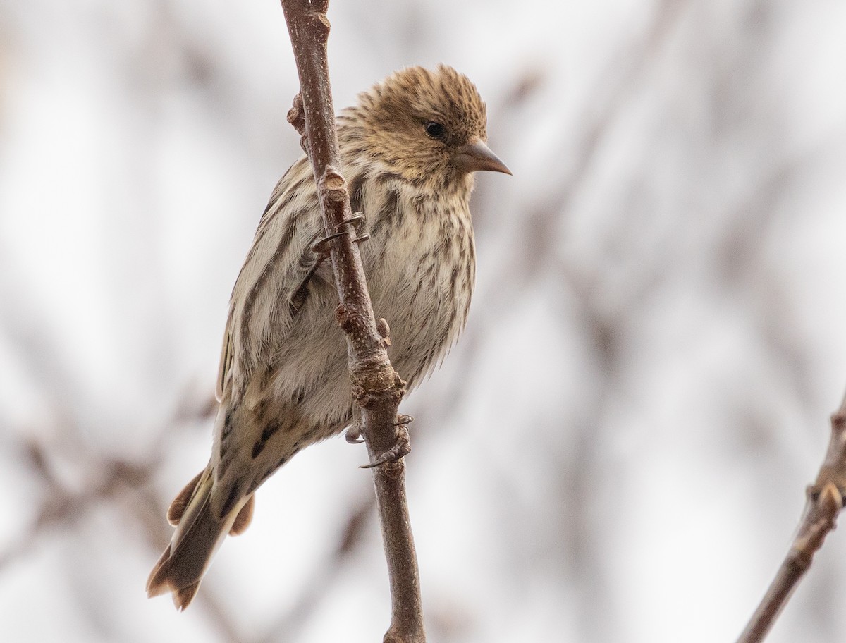 eBird Checklist - 21 Apr 2024 - Beech Forest, Provincetown - 24 species