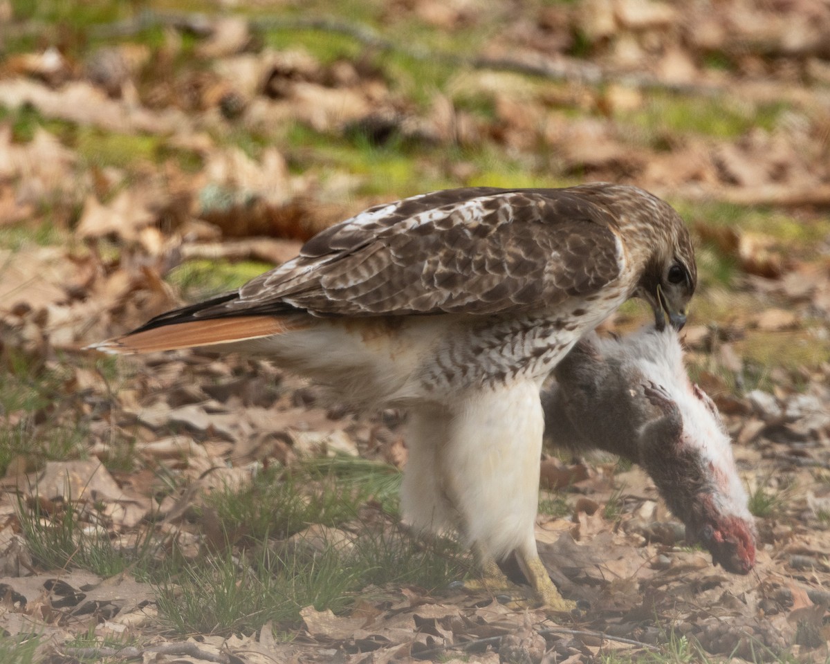 Red-tailed Hawk (borealis) - Mary McKitrick