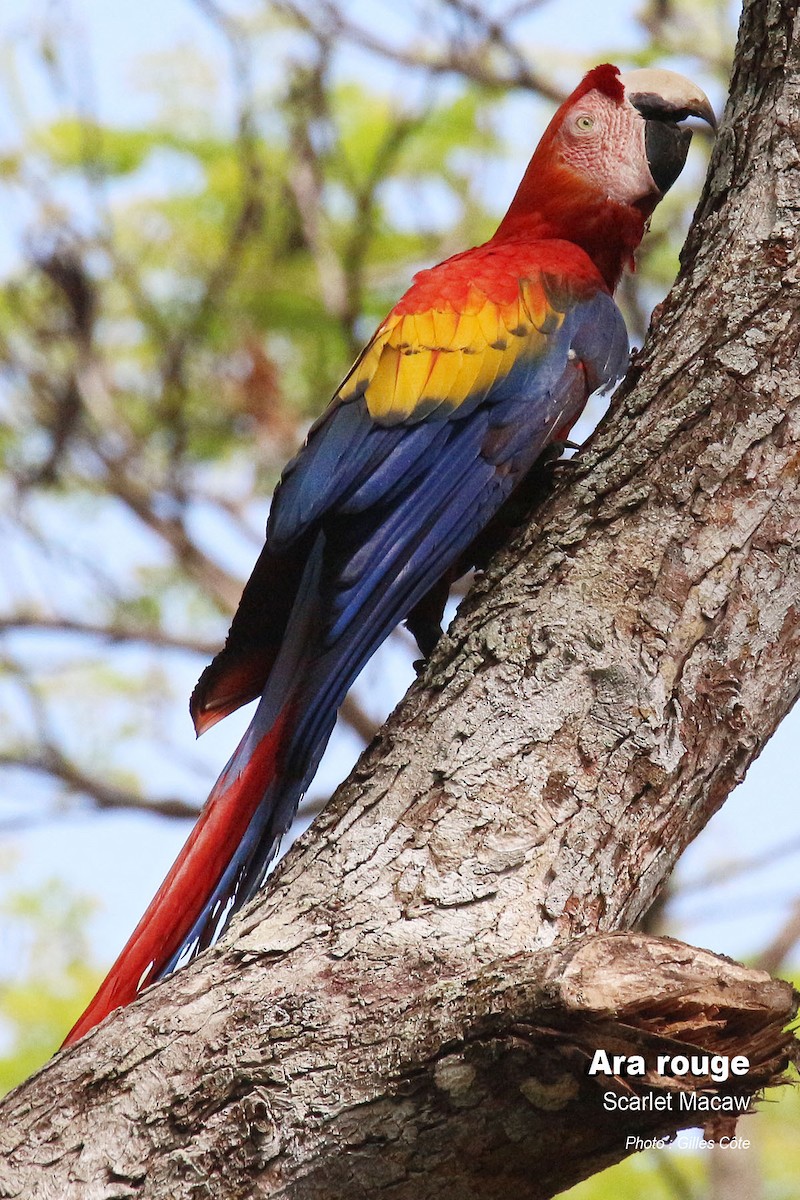 Scarlet Macaw - ML617726155