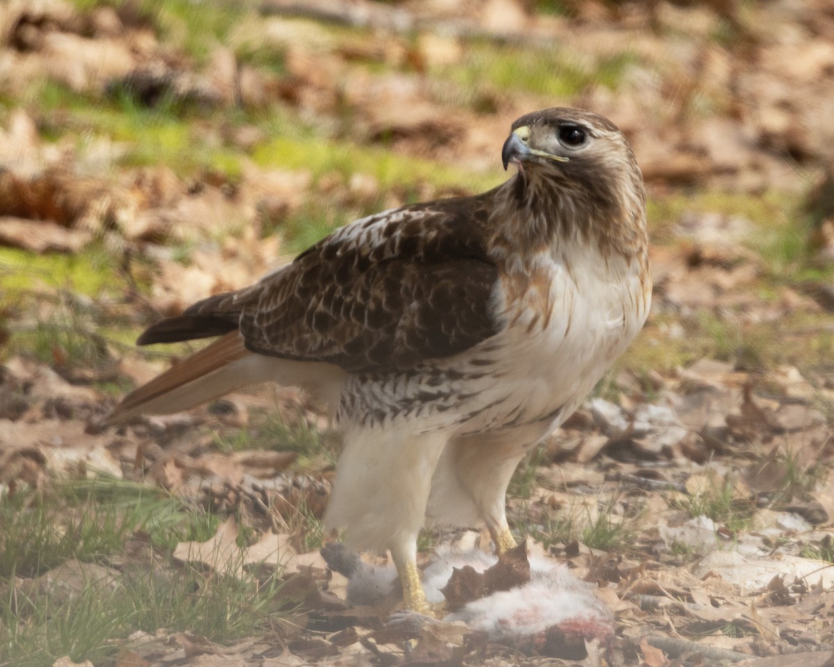 Red-tailed Hawk (borealis) - ML617726156