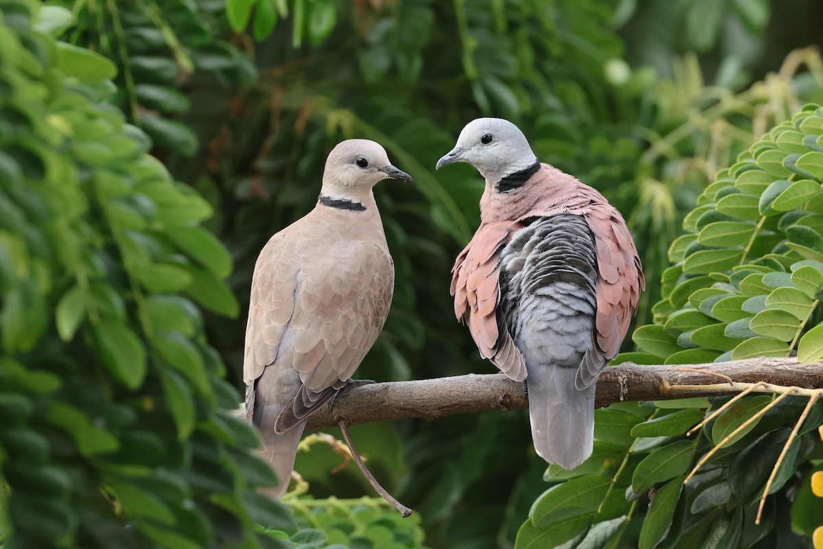 Red Collared-Dove - ML617726211