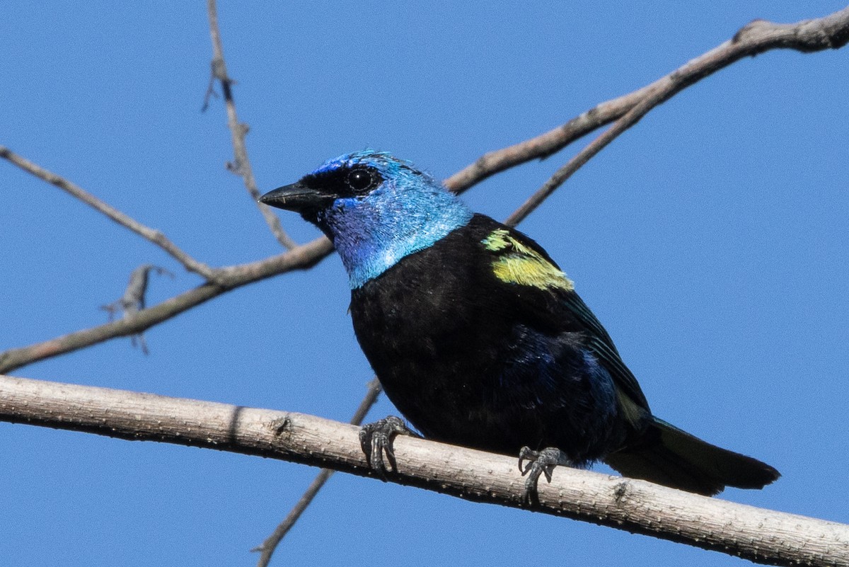 Blue-necked Tanager - ML617726242