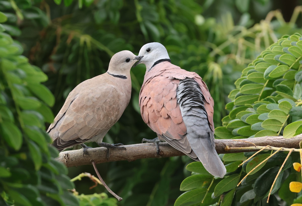 Red Collared-Dove - ML617726254