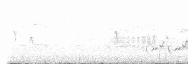 Светлобрюхий фиби - ML617726255