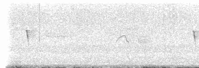 Светлобрюхий фиби - ML617726256
